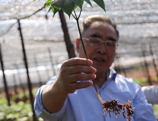 三七是做的最大、研究最好最深的中藥大品種