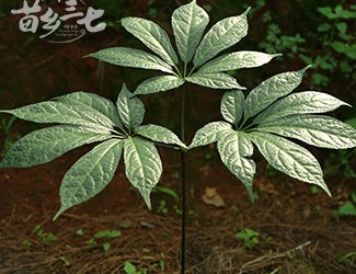 三七與土三七的區(qū)別，土三七含有毒性