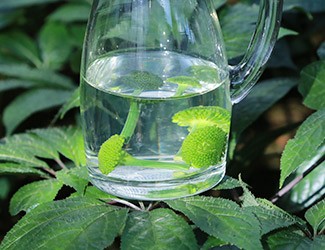 三七怎么吃——三七花雪碧飲，夏日里的一杯“怡紅快綠”