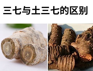 揭秘土三七和三七的差異性，警惕吃錯(cuò)易導(dǎo)致肝臟衰竭